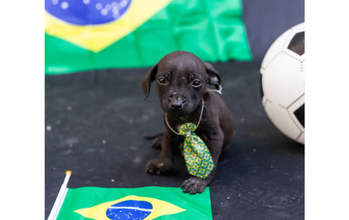 Marquinhos cachorrinho, macho, filhote, pelagem curta, toda preta, muito fofinho