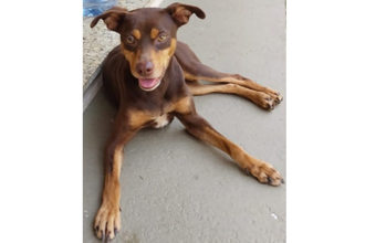 Marronzinha Cachorrinha sem raça definida, marronzinha com manchinhas em caramelo, olhos, em tons de mel, jovem e muito dócil.