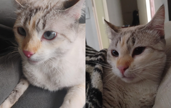 Marry Gatinha SRD, cinza rajadinha bem clarinha, olho cinza, muito linda, esta com idade entre 1 a 2 anos, muito dócil, gosta de carinho e requer atenção.