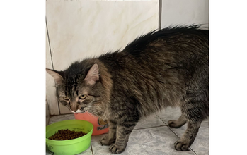 Marshmallow Gatinho SRD, marrom rajado, dócil, tem 2 anos de idade e muito lindinho