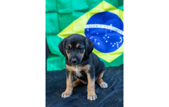 Marta cachorrinha, filhote, pelagem preta com manchas marrons e brancas no peitoral e patinhas. Linda.