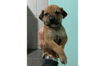 Max cachorrinho, filhote, pelagem curta, marrom claro com preto e amarelo, Muito fofinho.