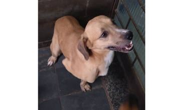 Max Cachorro de porte médio, caramelo, pelo curto, 2 anos de idade, dócil e fofinho