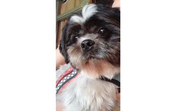 Max cachorrinho, raça Shih Tzu, porte pequeno, pelagem média, branca com manchas pretas na região da cabeça.