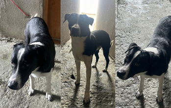 Max cachorrinho, pelagem curta, preta com manchas brancas no peitoral, pescoço, cauda e rosto. Muito fofinho.