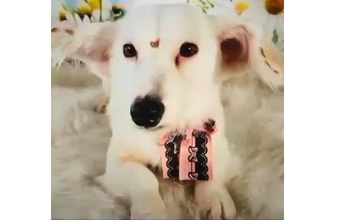 Maya cachorrinha de porte pequeno, adulta, branquinha e com pelo longo, muito dócil e linda