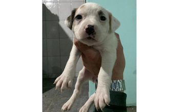 Meg cachorrinha, filhote, pelagem curta, toda branquinha com mancha cinza na orelha direita e mancha preta no focinho. Muito lindinha.