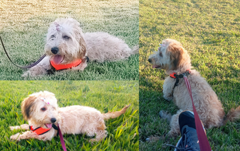 cachorrinha, porte pequeno, adulta, poodle, pelagem média, bege claro. Muito linda.