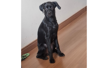 Meia Noite Cachorrinha SRD, pretinha, porte grande, com 9 a 10 meses de idade, Dócil, Agitada, bastante carinhosa e lindinha