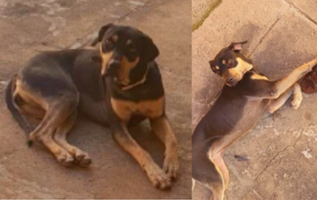 Mel cachorra, porte médio, pelagem curta, preta com mancha marrom clara. Muito linda.