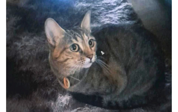 Luna gatinha, tigrada, olhos amarelos. Muito linda.