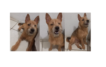Mel Cachorrinho sem raça definida, pelagem longa e caramelo, com 8 meses de idade, elétrica e brincalhona.