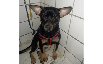 Mel cachorrinha, pequeno a médio porte, 6 meses, pelagem curta preta com manchas marrons nas patas, peito e barriga. Muito fofinha