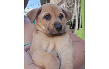 Mel cachorrinha, filhote, porte pequeno, pelagem curta e toda caramelo. Muito fofinha.