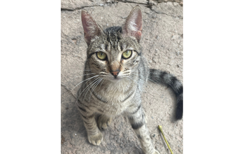 Menina gatinha, 1 ano, pelagem tigrada com os olhos verdes. Muito fofinha e calma.