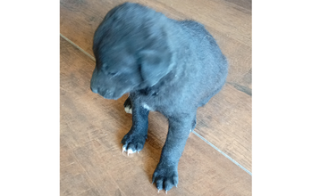 cachorrinho, filhote, pelagem curta, toda preta com manchinhas brancas nas patas e no peitoral. Muito fofinho.