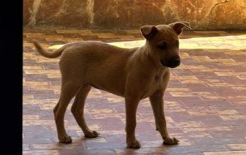 cachorrinha, filhote, pelagem curta, toda caramelo e focinho preto. Muito fofinha.