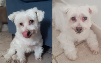 Mike caozinho, pelagem toda branca, 13 anos, muito calminho