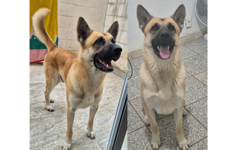 cão, porte grande, raça Pastor Malinois, pelagem média, cor marrom claro e caramelo. Muito lindo.