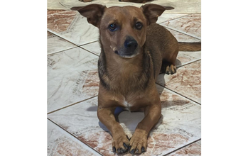cachorrinho, pequeno porte, pelagem curta e marrom. Muito lindinho.