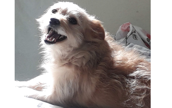 Morango Cachorrinha SRD, 10 anos de idade, dócil, porte médio, peludinha, bege clarinho e muito lindinha