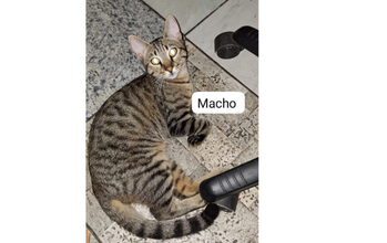 Mufasa Gatinho SRD, 6 meses de idade, cinza rajado, olhos na cor mel, mansinho e lindinho