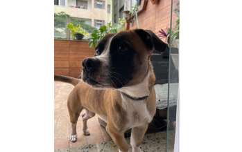 Mussarela Cachorrinho tipo Boxer, caramelo com manchas brancas no peito e pretas na região dos olhos, 8 meses de idade e lindinho