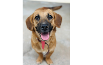 Nala Cachorrinha de pequeno porte, caramelo, SRD, pelo curto, dócil e brincalhona