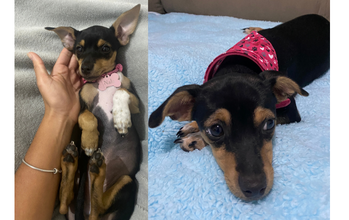 Nala cachorrinha, 5 meses, raça Pischer, pelagem curta preta com marrom. Muito fofinha