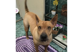 Nallah Cachorrinho caramelo, SRD, entre 5 a 6 anos de idade, muito dócil e lindinho