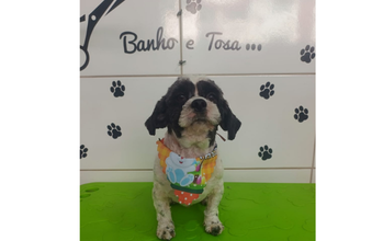 Naruto Cachorrinho de 2 anos e 4 meses, da raça Shih TZu, branco com manchinhas pretas, muito tranquilo e lindinho