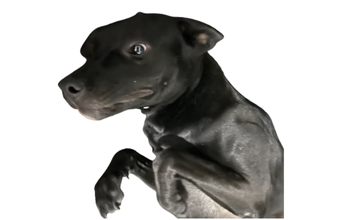 Negão Cachorrinho sem raça definida, 1 ano e meio, pelagem curta e pretinho e muito espalhafatoso