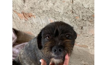 Negão Cachorrinho de porte médio, peludinho mesclado com preto e cinza, SRD. 10 meses de idade, e muito lindinho. Negão é super carinhoso, trás muitos presentes na boca, adora arrastar sua cobertinha por onde vai, e sempre tenta nos segurar quando vamos sair.