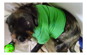 Negão cachorro, jovem, porte pequeno, pelagem tipo fiapo de manga, predominantemente preta com traços amarelos. Muito bonitinho.
