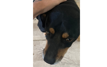 Neguin Cachorrinho SRD, porte médio, pretinho de pelo curto, aproximadamente 1 ano de idade, dócil e calmo