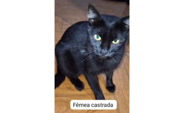 Neguinha Gatinha SRD, pretinha, mansinha, 1 ano de idade, castrada e muito lindinha