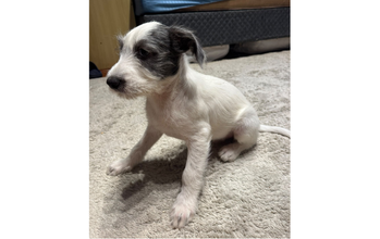 Nhonho cachorrinho, filhote, pelagem fiapo de manga, branca com mancha acinzentada no olho esquerdo. Muito fofinho.