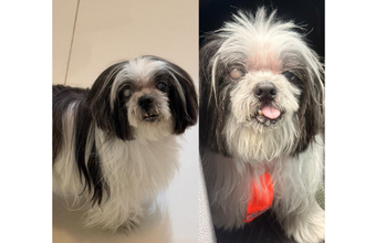 Nick cachorrinho, idoso, raça shih tzu, pelagem longa, preta, branca e cinza. Muito fofo.