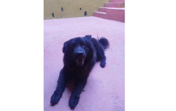 Nick Cachorro adulto ,da raça Chow-Chow, pelagem longa e na cor preta, muito dócil, amigável e adestrado.