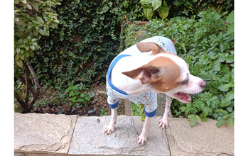 Nick caozinho, pinscher, 7 anos, pelagem curta, toda branca com mancha marrom clara nas orelhas. muito fofinho