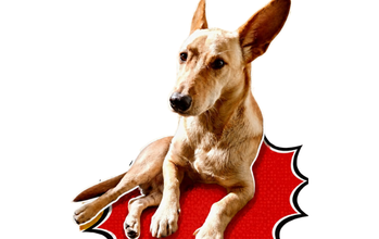 Nick cachorro, porte médio, pelagem curta caramelo claro. Muito lindinho.