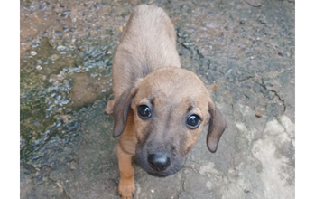 Nicki Cachorrinho SRD, 4 meses de idade, caramelo, muito fofinho, porte médio, e espertinho