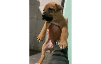 Niko cachorrinho, filhote, pelagem curta, marrom com focinho preto. Muito fofinho.