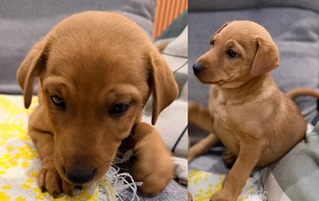 Nikolas cachorrinho, filhote, pelagem curta e toda caramelo. Muito fofinho.