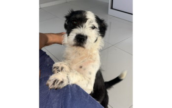 Nina Cachorrinha de 1 ano de idade, SRD, pelagem longa, branco com manchas preta,