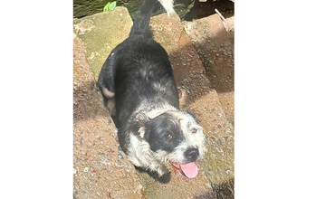 Nina Cachorrinha Shih Tzu, de 1 ano de idade, pelagem média na cor branca com manchas pretas, muito dócil e brincalhona