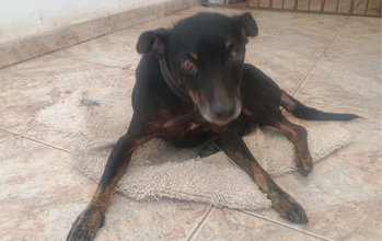 Nina cachorrinha, idosa, pelagem curta, preta com mancha marrom nas patas, no peitoral e nas sobrancelhas. Muito fofinha.