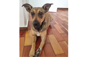 Cachorrinha SRD, 9 meses de idade, caramelo com manchinhas cinzas pelo corpo, muito dócil e tranquila.