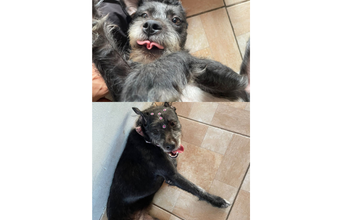 Cachorrinha SRD, de porte médio, cinza chumbo, 11 meses de idade, dócil e lindinha 