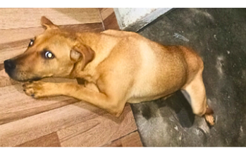 Nina Cachorrinha de porte grande, de 8 meses de idade, caramelo de pelo curto e muito calma